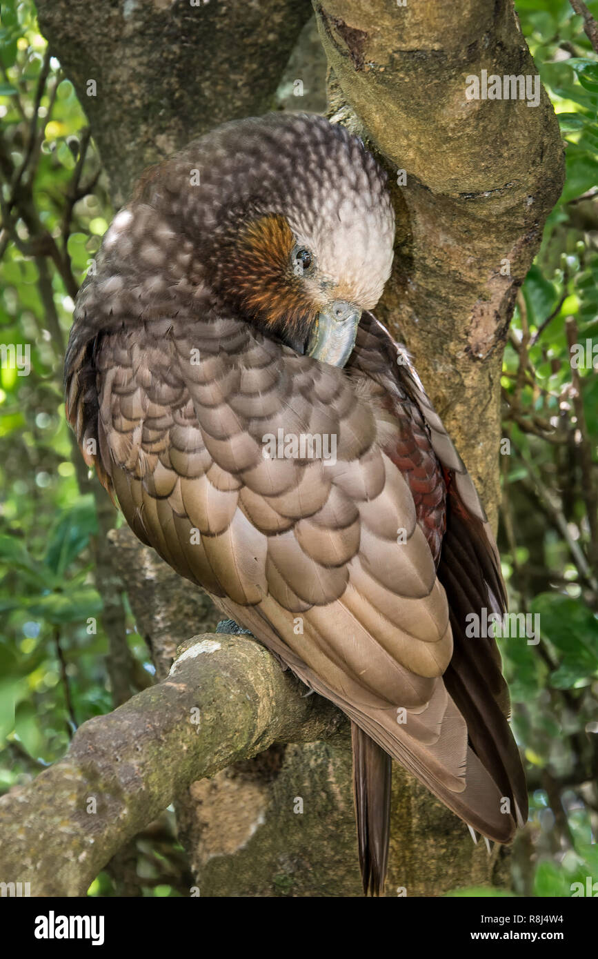 Die Neuseeland Kaka, auch bekannt als Kākā, (Nestor meridionalis) ist ein Papagei endemisch auf die heimische Wälder aus Neuseeland. Gezeigt putzt seine Federn Stockfoto