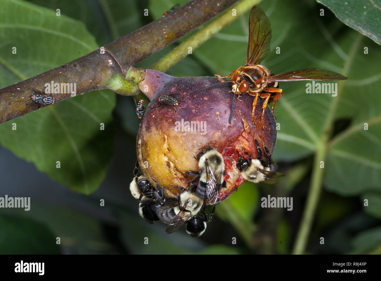 Hummeln (Bombus sp.), Zikaden - killer Wasp (Sphecius Speciosus) und Fleisch fliegen (Sarcophaga pernix) Fütterung auf eine reife Feigen (Ficus sp.) im Zentrum von Vir Stockfoto