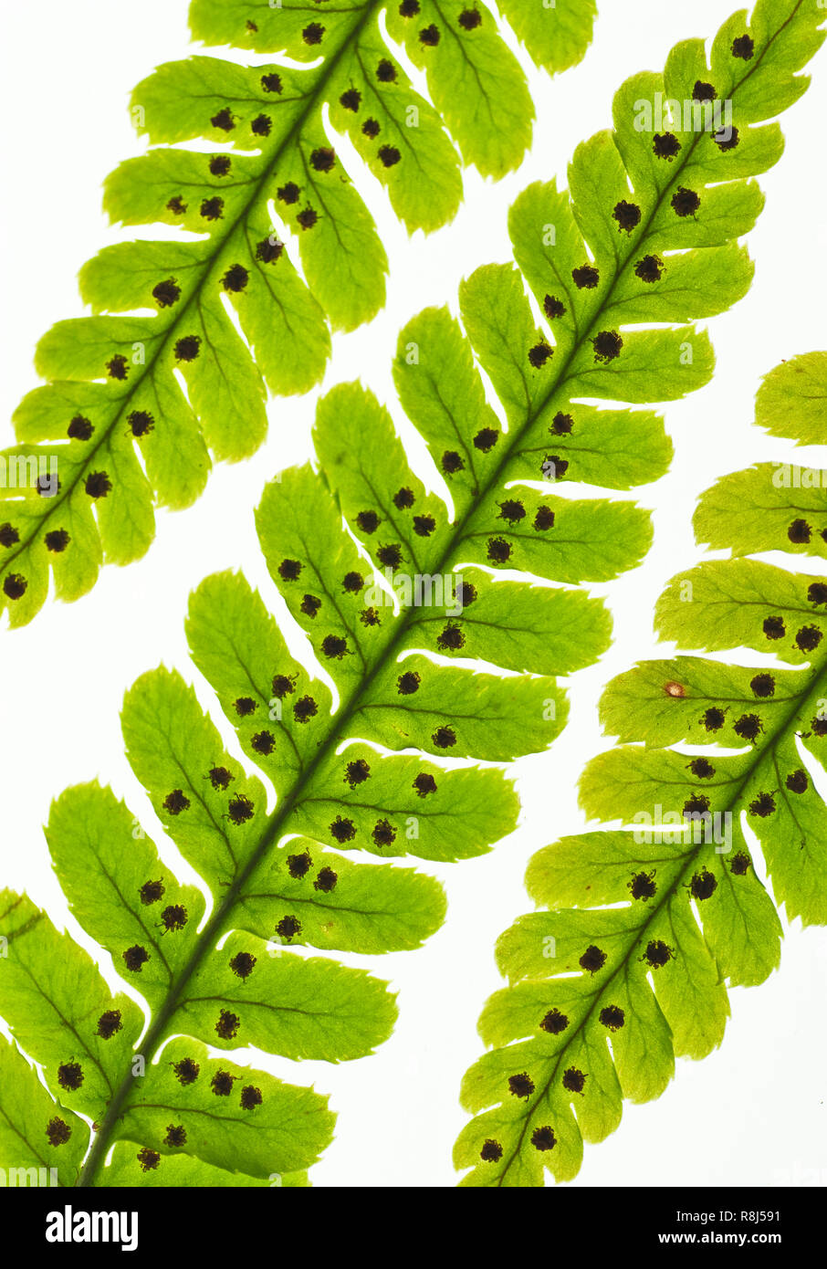 Sori - Lager Wedel im Herbst Farne (Dryopteris erythrosora). Die sori  (Quellen) Sporen, die durch Wind und Regen verbreitet werden  Stockfotografie - Alamy