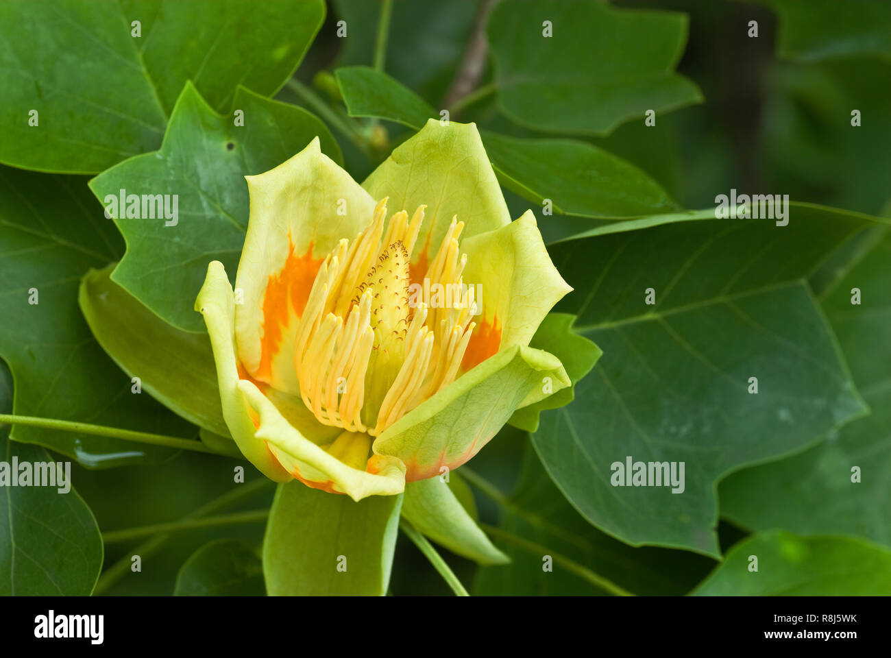 Blume des Tulip poplar (Liriodendron tulipifera). Baum ist für die Tulip genannt - wie Form der Blüten und Blätter. Stockfoto