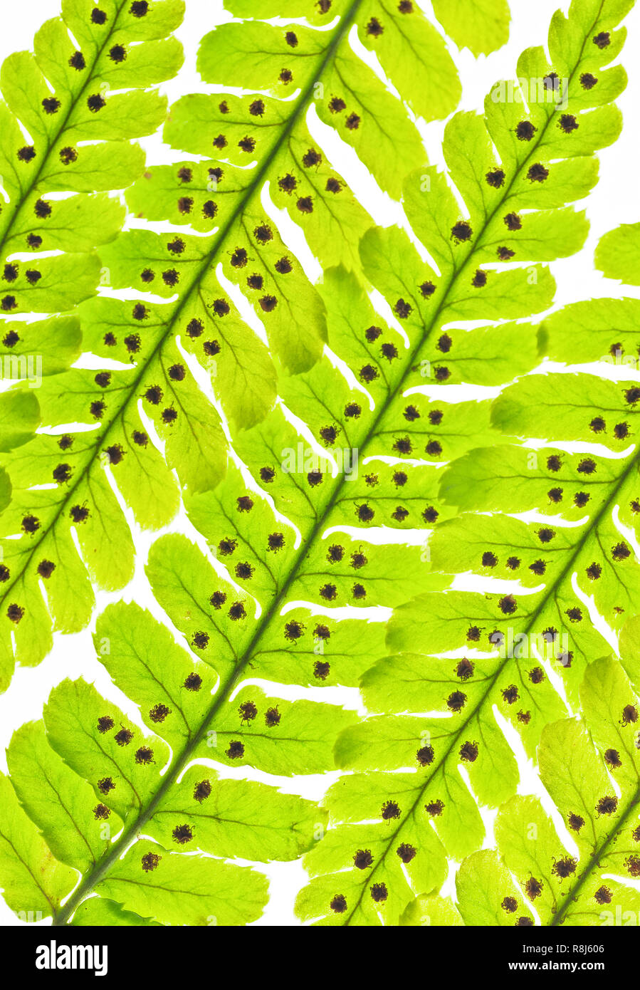 Sori - Lager Wedel im Herbst Farne (Dryopteris erythrosora). Die sori  (Quellen) Sporen, die durch Wind und Regen verbreitet werden  Stockfotografie - Alamy