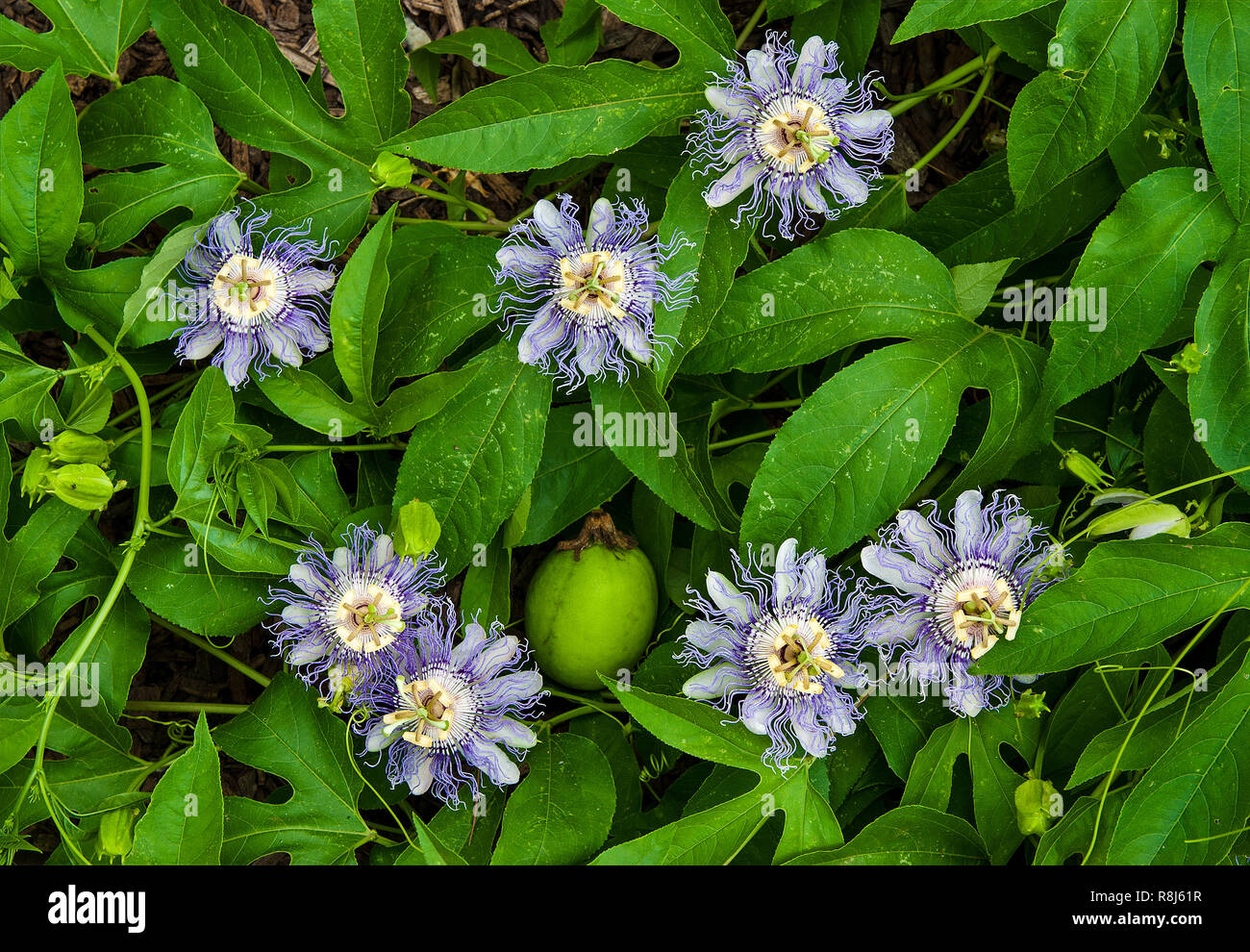 Passionsblume (Passiflora incarnata), Blüten, Knospen und Früchten. Auch "maypop, violette Passionsblume, echte Passionsblume, Wil Stockfoto