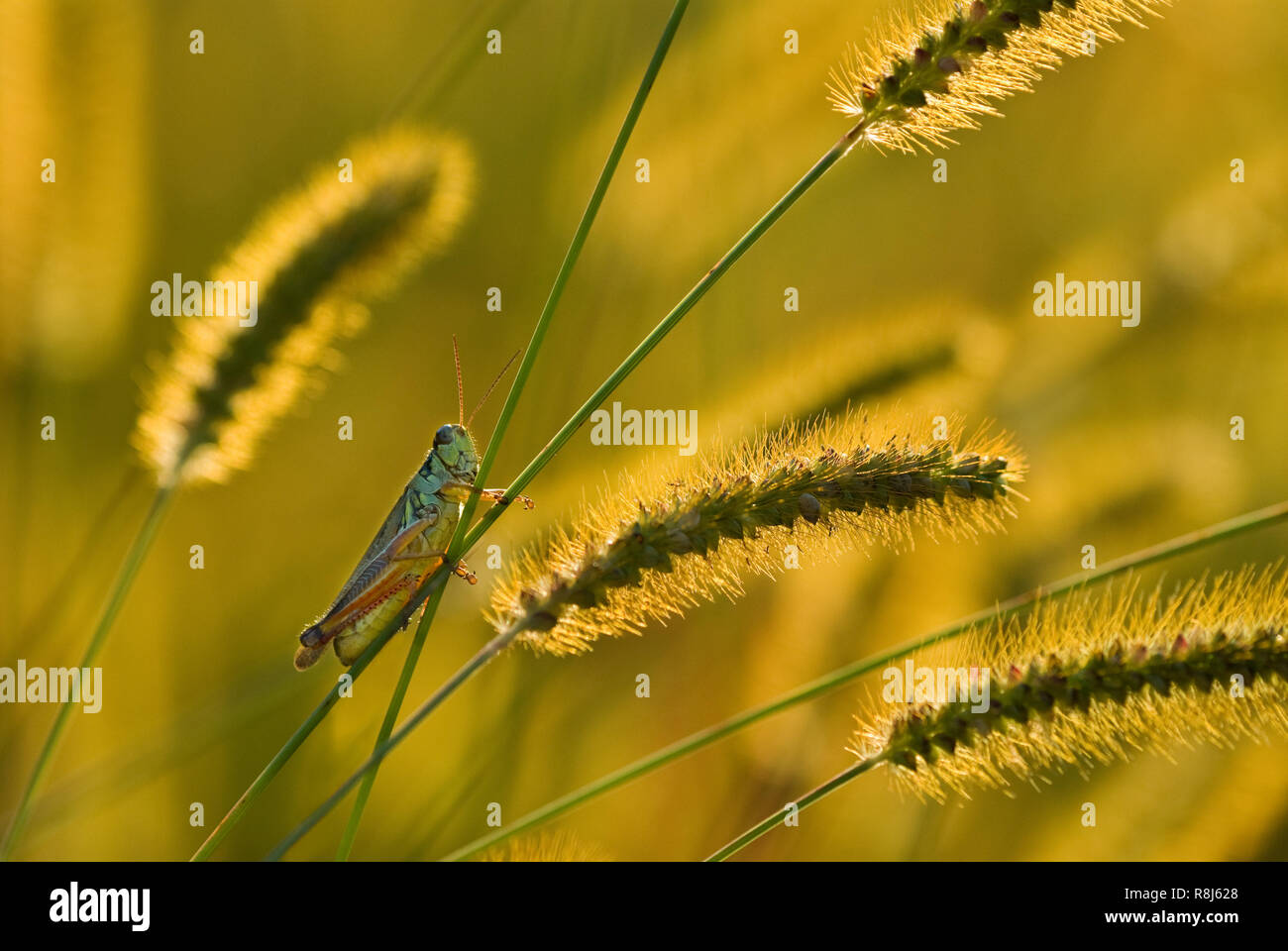 Red-legged Grasshopper (Melanoplus femurrubrum) auf Stiel des Gelben foxtail (Setaria Hastata). Stockfoto