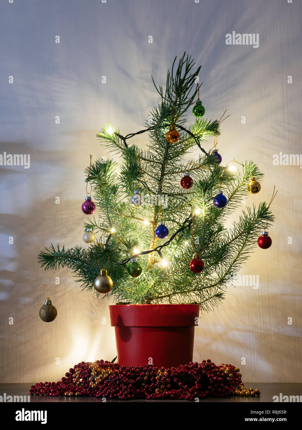 Kleine Tanne mit Boden in einem roten Topf als Weihnachtsbaum. Stockfoto