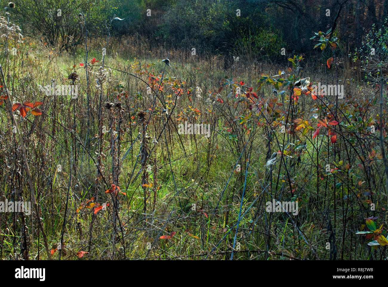 Gemeinsame blackberry (Rubus fruiticosus), gemeinsame Seidenpflanze (Asclepias syriaca), Goldrute (Solidago sp.), und andere Pflanzen in der Wiese am Waldrand in der Stockfoto