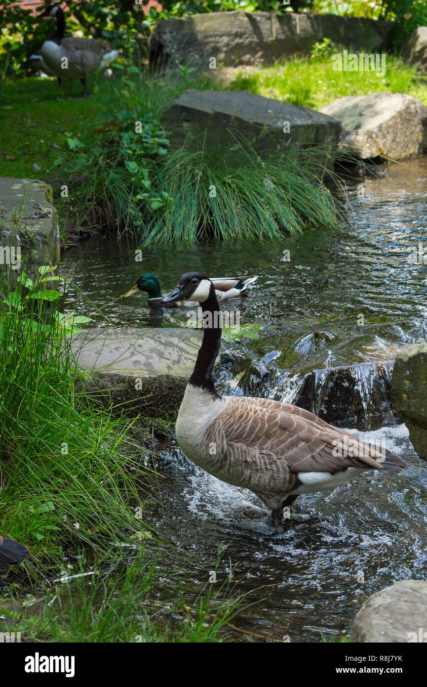 Nahaufnahme einer Kanadagans (Branta canadensis) ona, grünen Wiese. Stockfoto