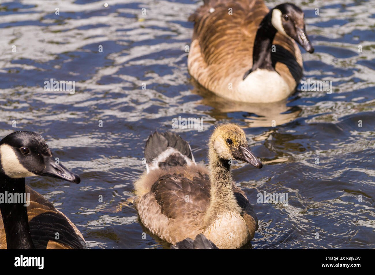 Nahaufnahme einer jungen floating Kanadagans (Branta canadensis) Küken. Stockfoto