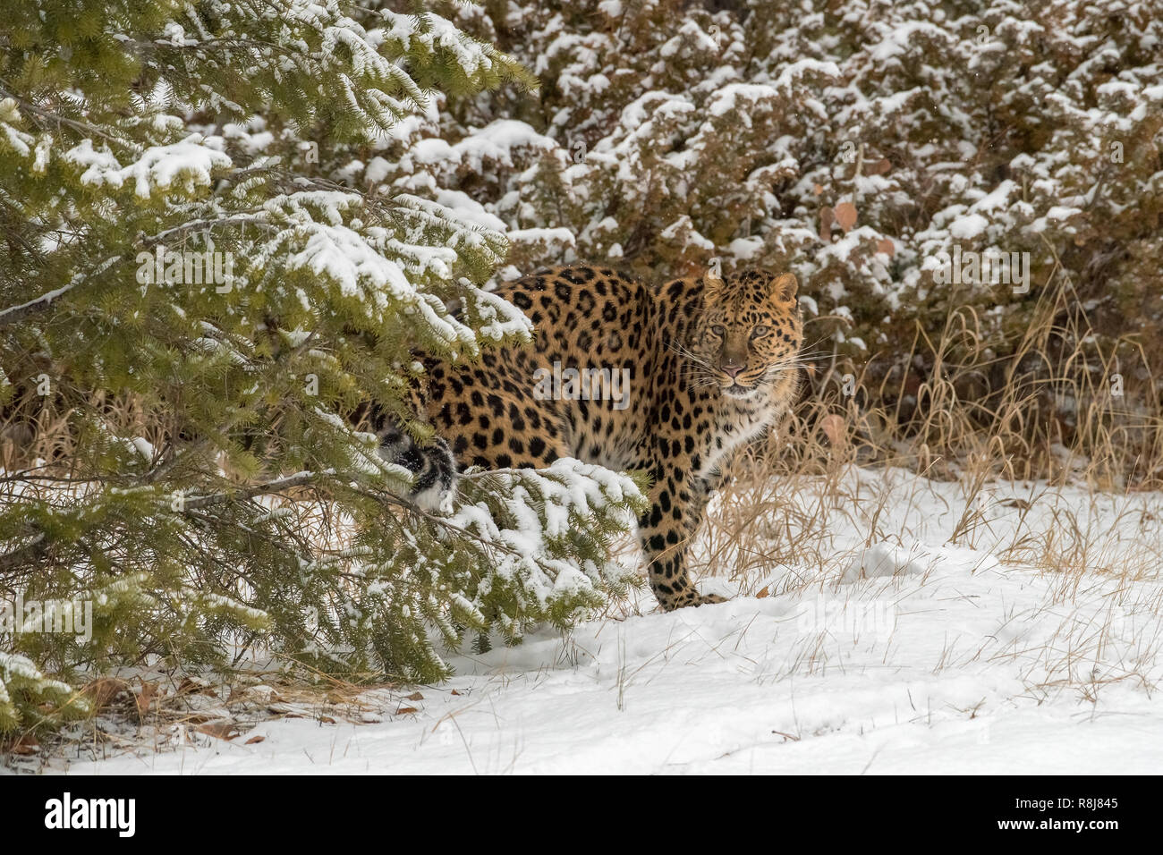 Amur Leopard, die zwischen den Evergreens an einem kalten Wintertag im Schnee Stockfoto
