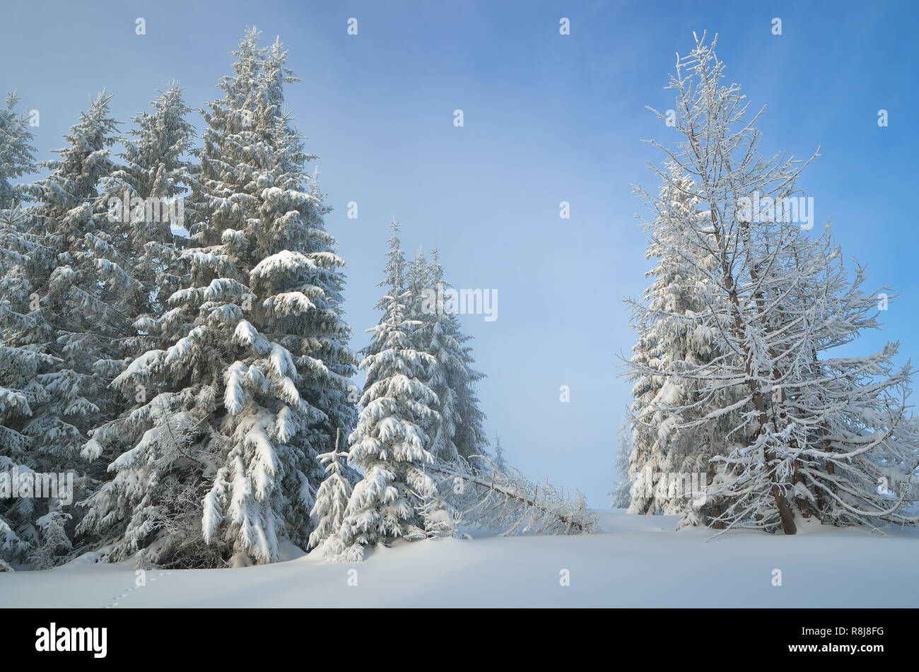 Weihnachten anzeigen. Winterlandschaft in den Bergen. Tanne Wald unter Schnee. Karpaten, Ukraine, Europa Stockfoto