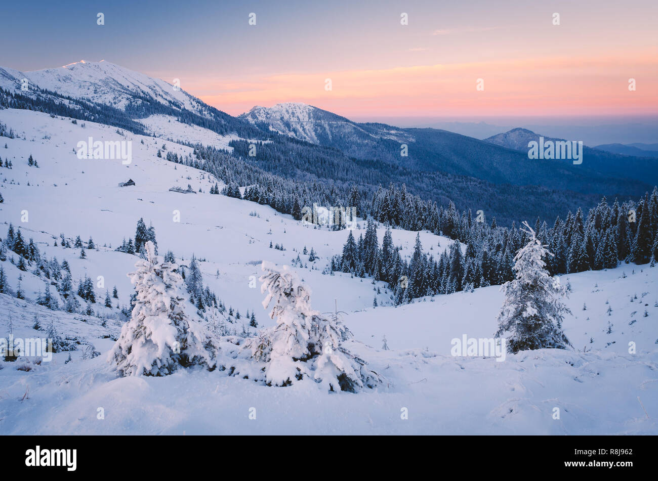 Frostigen morgen in den Bergen. Winterlandschaft. Karpaten, Ukraine, Europa. Mit geringem Kontrast. Farbe toning Stockfoto