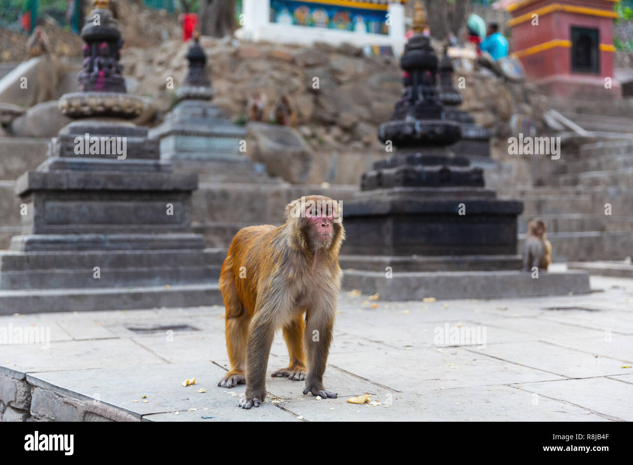 Macaque Affen an der Swayambhunath (Monkey Tempel), Kathmandu, Nepal, Asien Stockfoto