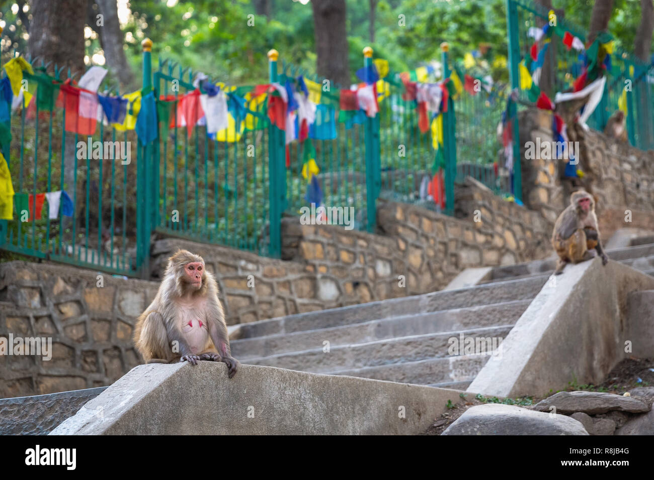 Macaque Affen sitzen auf den Stufen der Swayambhunath (Monkey Tempel), Kathmandu, Nepal, Asien Stockfoto