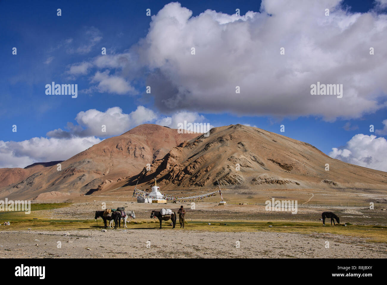 Pferdetrekking in Tso Moriri, Ladakh, Indien Stockfoto