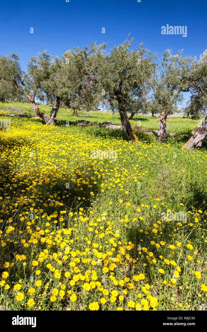 Wildblumen in einem Hain von Olivenbäumen an der Ausgrabungsstätte von Dougga in Tunesien Stockfoto