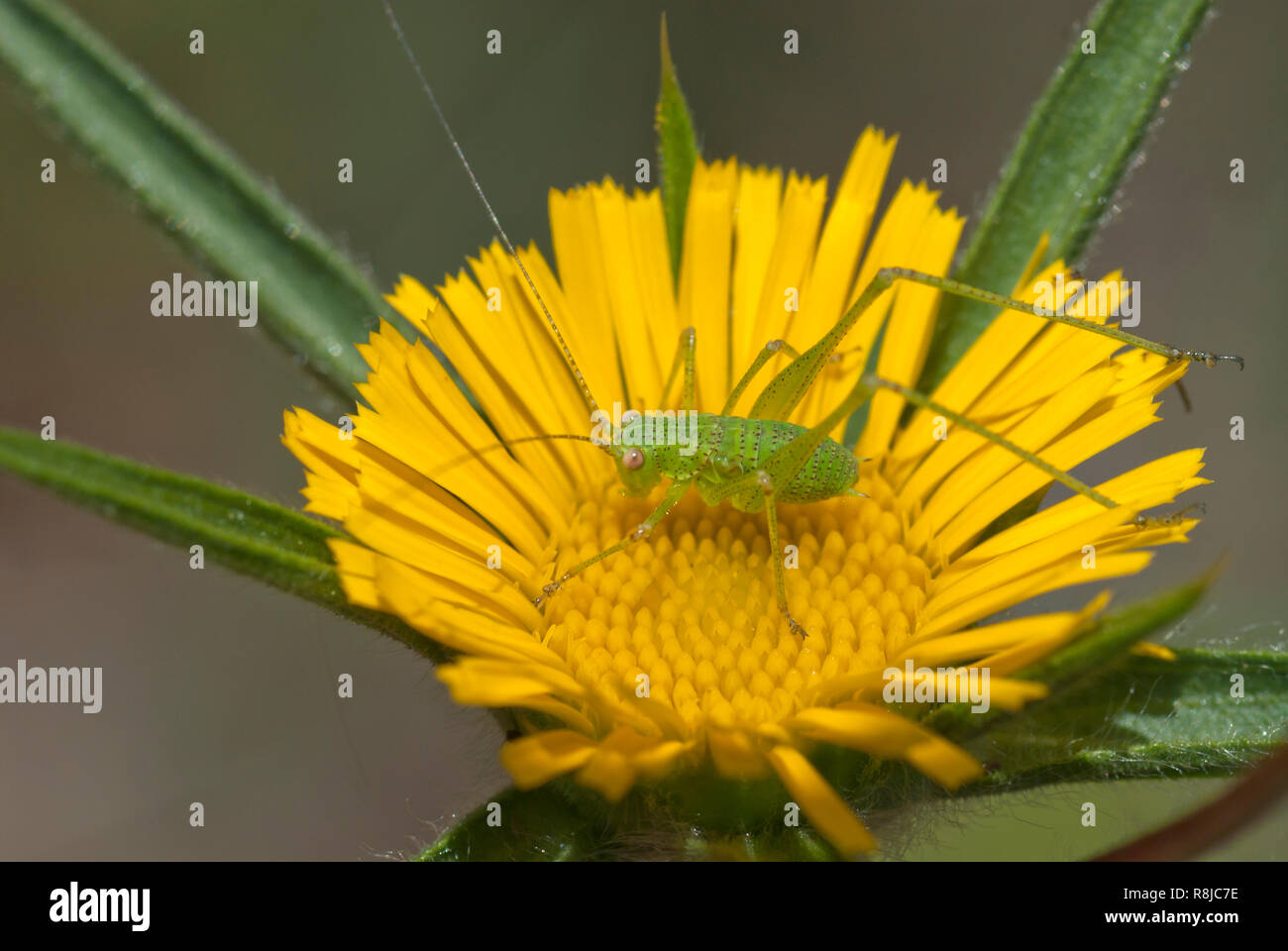 Katydid auf gelbe Blume Stockfoto