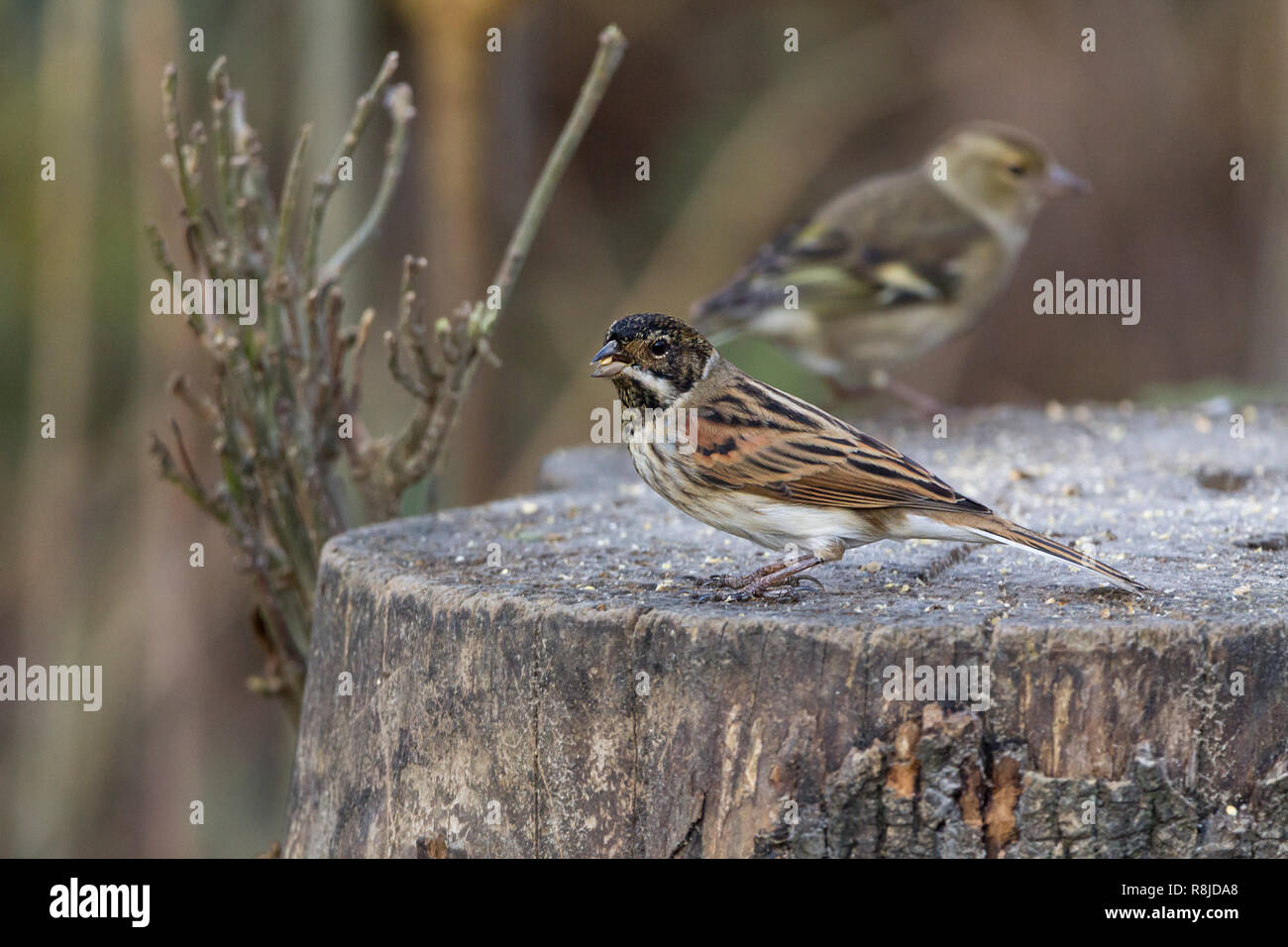 Rohrammer (Emberiza schoeniclus) großer Kopf, weißen äußeren Schwanzfedern Bauchspeck Braun Winter Gefieder. White Collar schwarzen Kopf und Hals. Auf Baumstumpf. Stockfoto