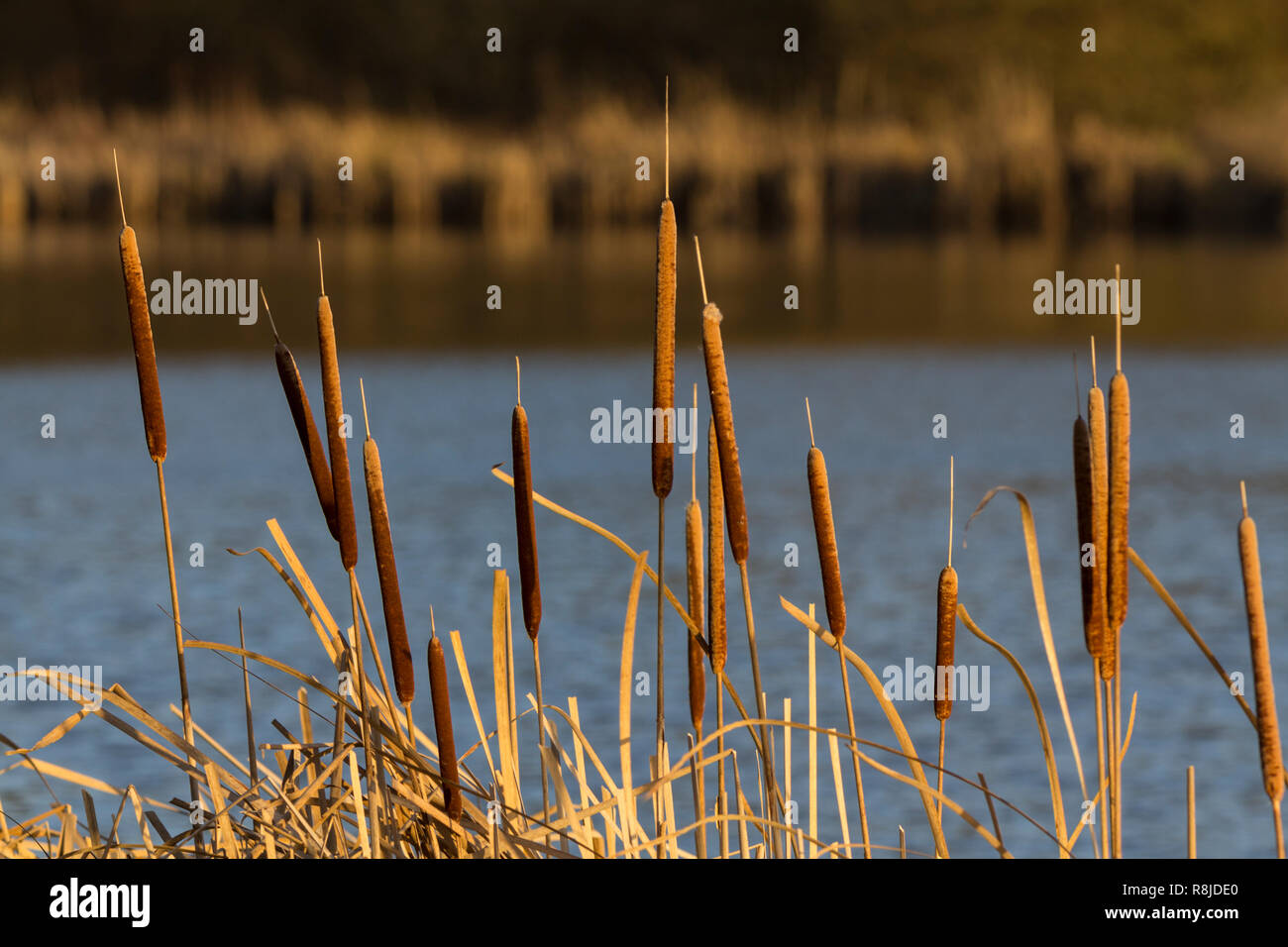 Rohrkolben große Reed mace oder Typha latifolia in goldenen niedrige Winter Sonnenlicht am Wasser UK. Segge Pflanze von Süßwasser Margen. Stockfoto