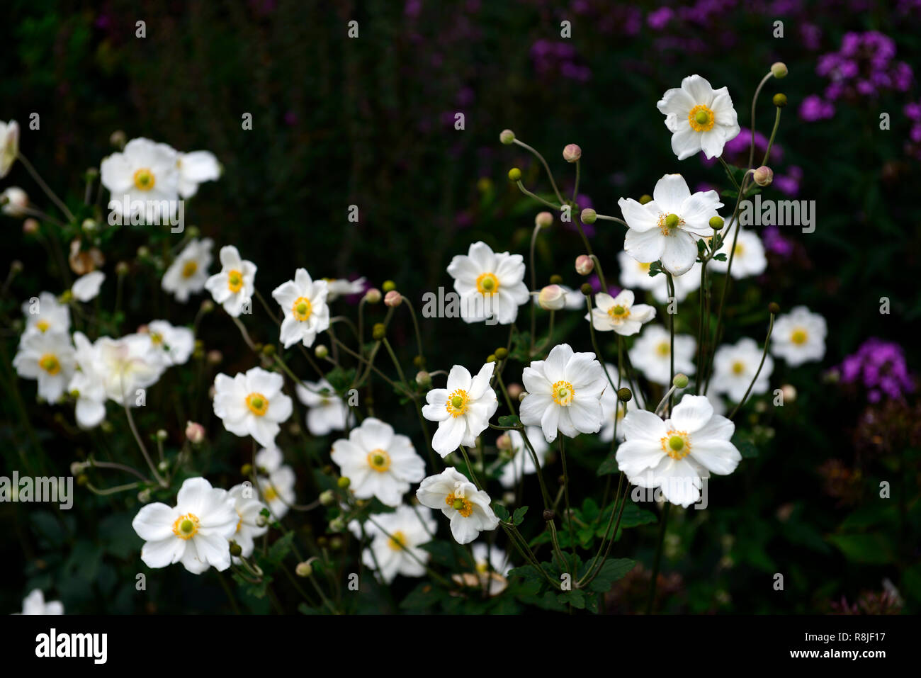 Anemone hybrida honorine Jobert, weiß, Blume, Blumen, Blüte, mehrjährig, Spätsommer, Frühherbst, RM Floral Stockfoto