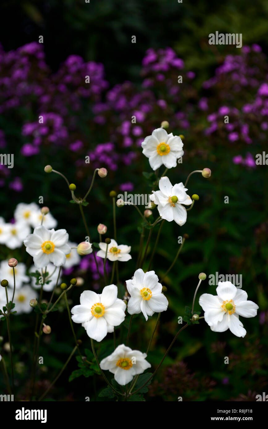 Anemone hybrida honorine Jobert, weiß, Blume, Blumen, Blüte, mehrjährig, Spätsommer, Frühherbst, RM Floral Stockfoto