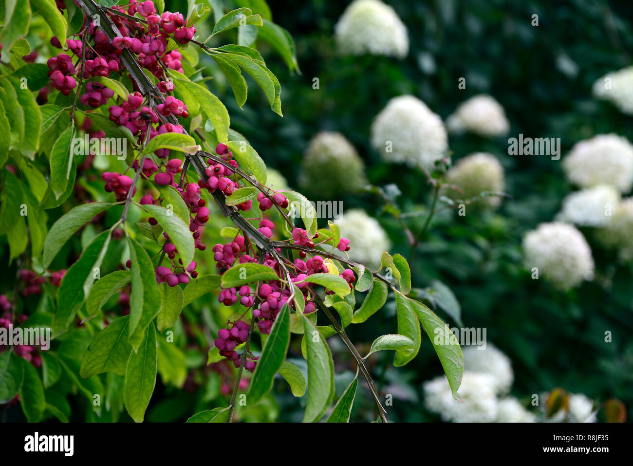 Euonymus phellomanus, Spindel Baum, Rot, Rosa, Obst, Früchte, 4-gelappten, Gelappt, Berry, Beeren, ungewöhnliche, Bäume, Strauch, Sträucher, Garten, Herbst, RM Floral Stockfoto