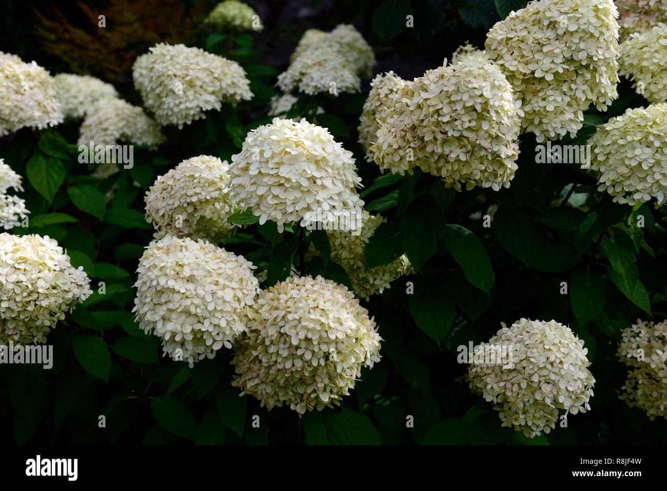 Rispen hortensie grandiflora hydrangea paniculata grandiflora Fotos