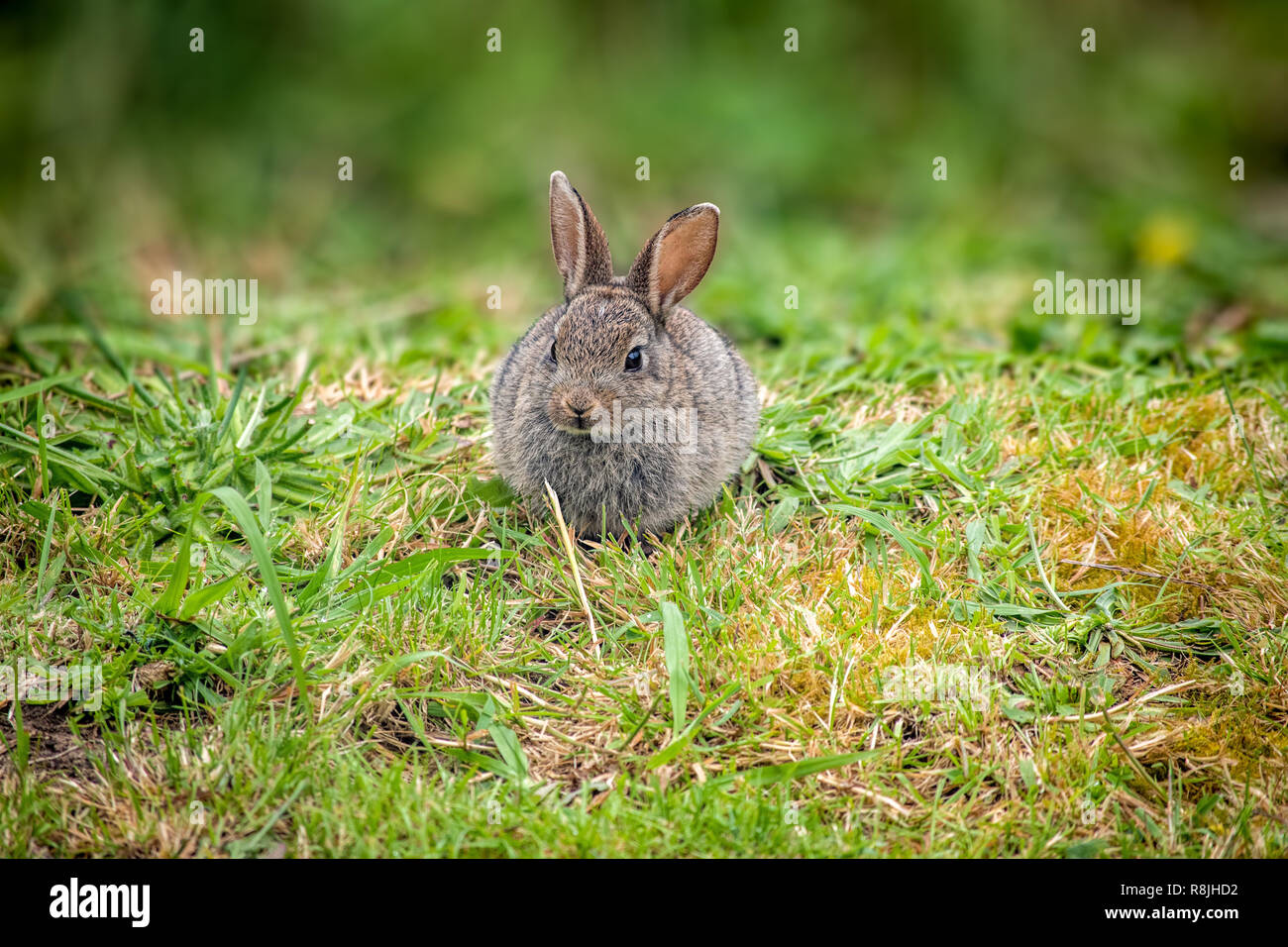 Eine Nahaufnahme eines wilden Baby Kaninchen Stockfoto