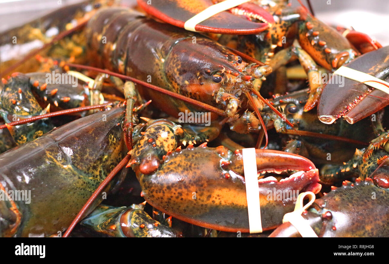 Kanadische Rock Lobster Stockfoto