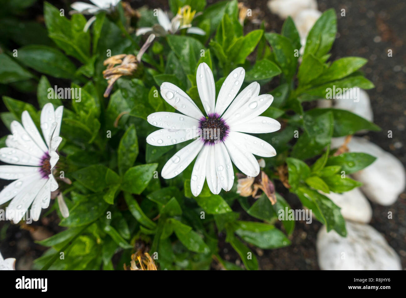 Osteospermum, oder Kapkörbchen weißen Blütenblättern glatt und flach mit lila Center Stockfoto
