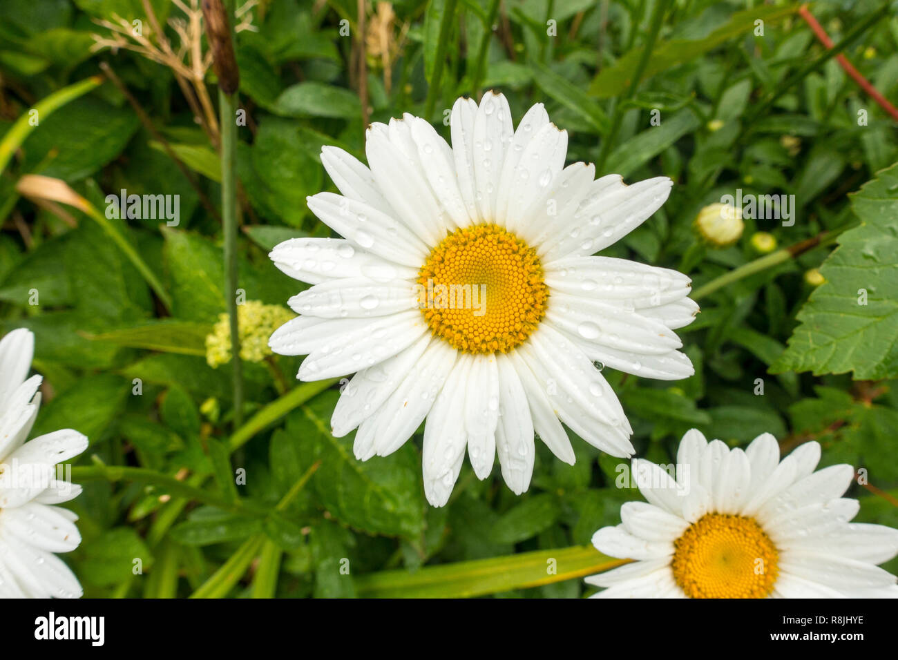 Nass weiß Blumen aus dem Regen auf einer Wiese, Garten Stockfoto