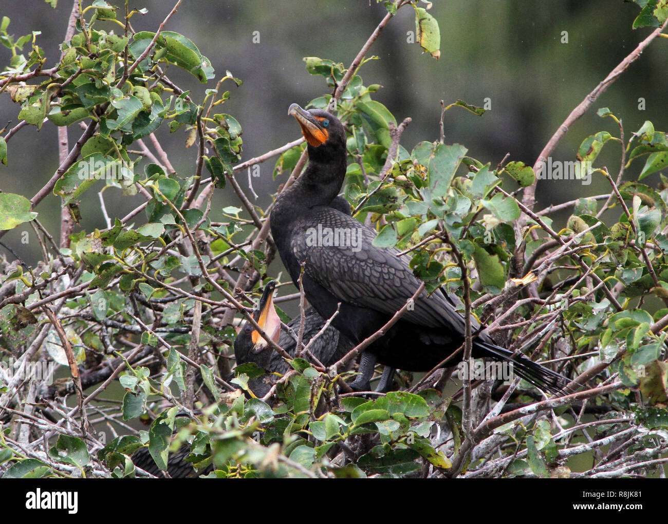 Ein erwachsener Comorant steht auf dem Nest, während ein Baby Comorant schauen Sie oben. Stockfoto