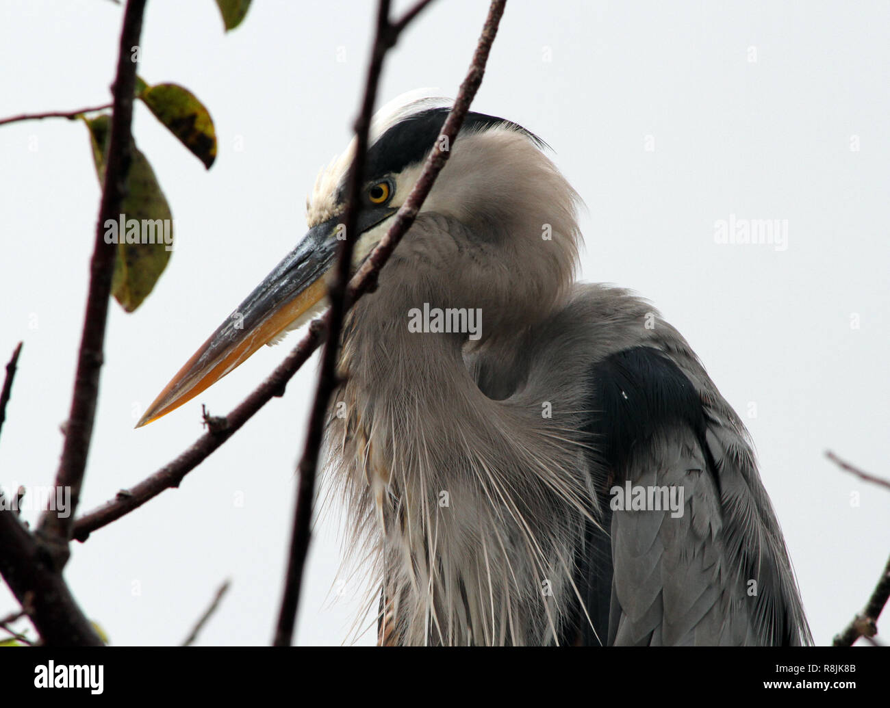 Eine Nahaufnahme eines Great Blue Heron in einem Baum in einem Südflorida Feuchtgebiet. Stockfoto
