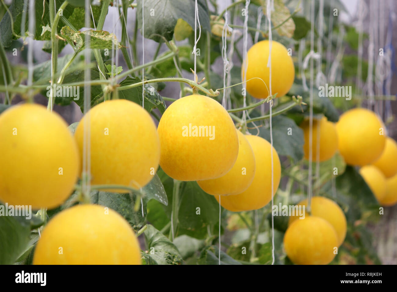 Honigmelone Anbau im Gewächshaus BioBauernhof Stockfotografie Alamy