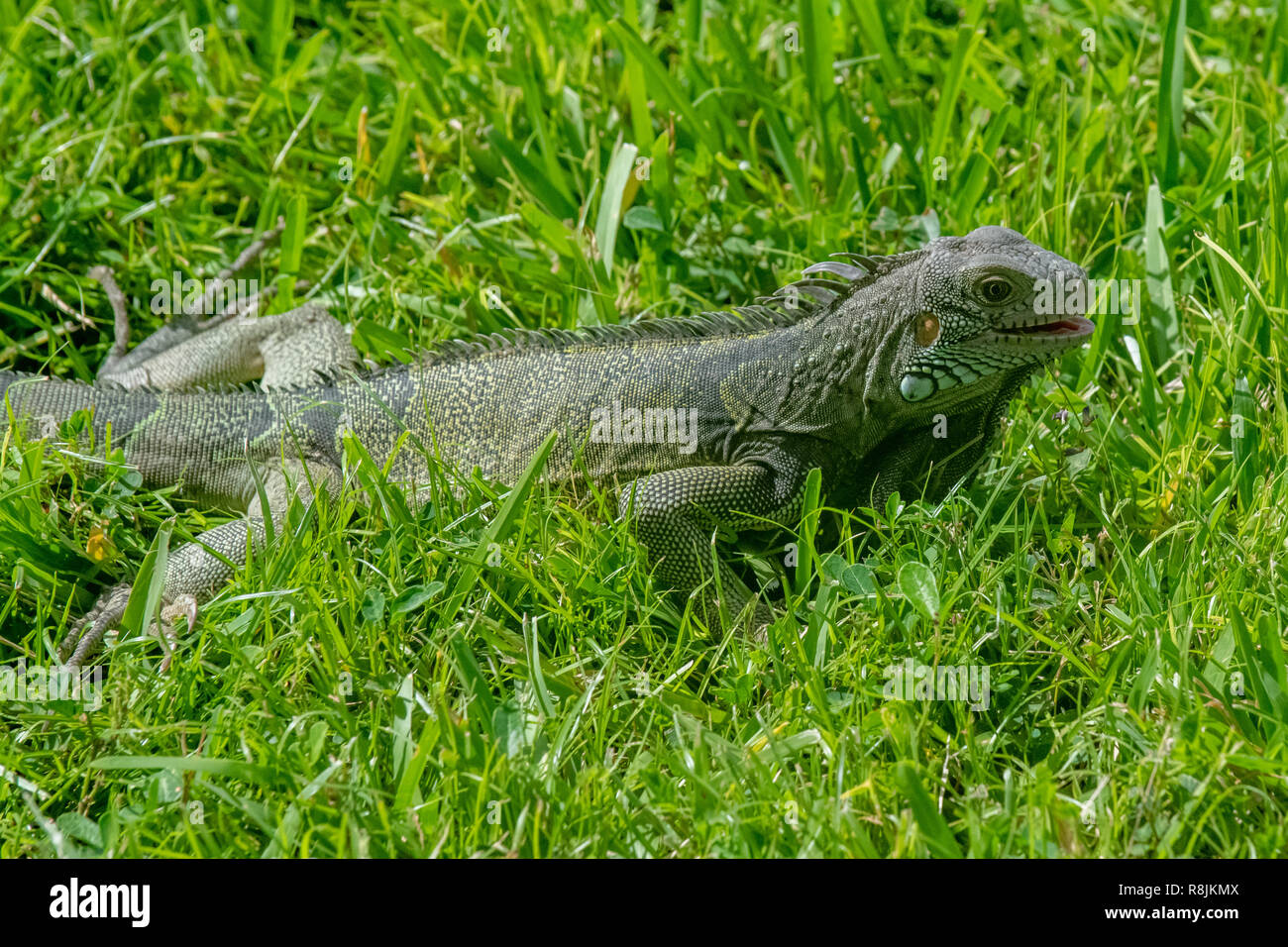 Grüner Leguan - Iguana iguana Iguana ruhen im Sun-native Aruba Tier- und Pflanzenfresser - Stockfoto