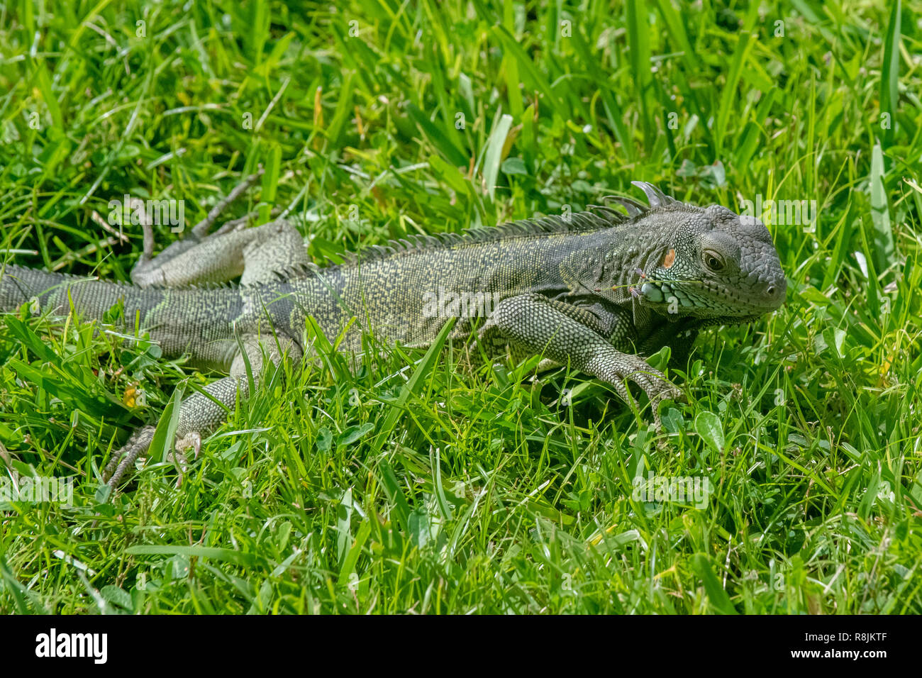 Grüner Leguan - Iguana iguana Iguana ruhen im Sun-native Aruba Tier- und Pflanzenfresser - Stockfoto