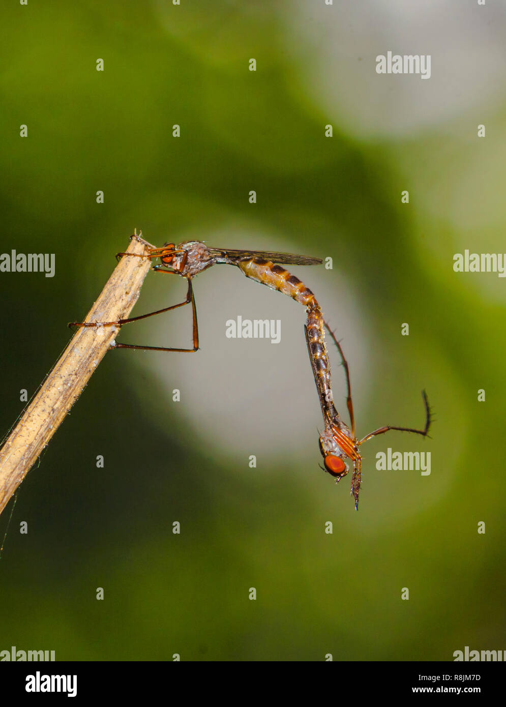 Paarung Stockfoto