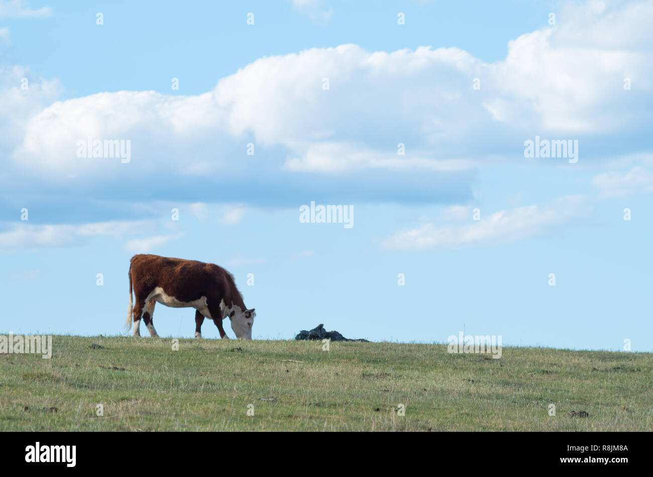 Single hereford Kühe weiden, indem sie sich in der Abenddämmerung auf einem leicht bewölkt Nachmittag Stockfoto