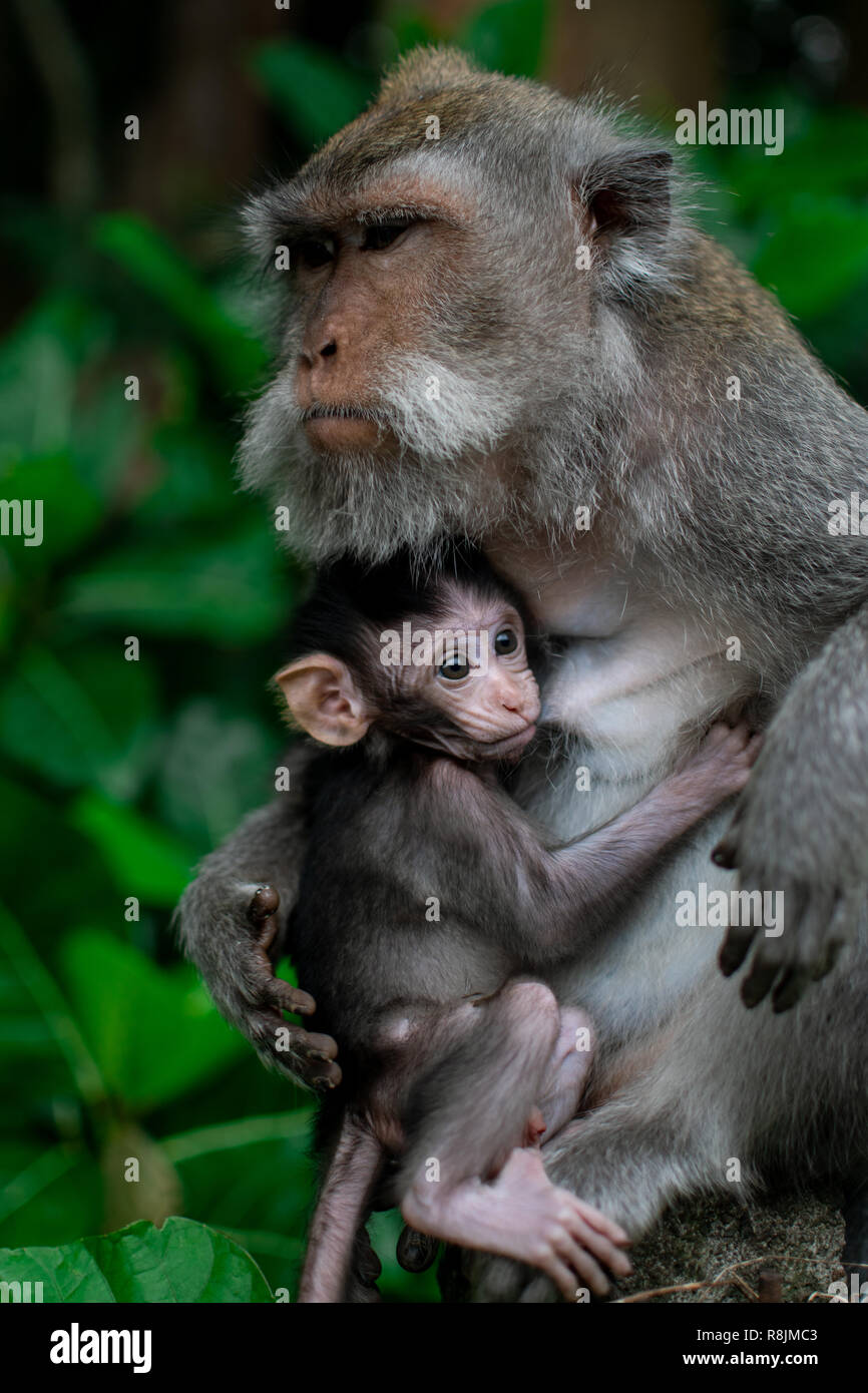 Geschlossen bis Mama Umarmung mit Baby monkey, Thailand, Familie hat ein Affe Mutter und eine niedliche Äffchen Baby. Affe spielt und starrte. Stockfoto