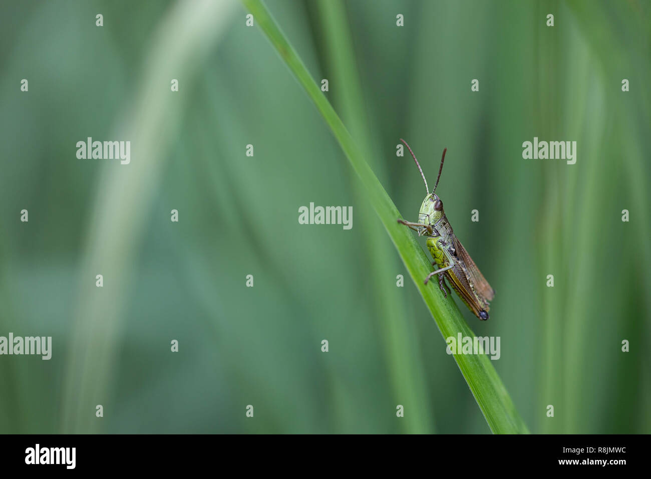 Kleine Heuschrecke Makrofotografie Stockfoto