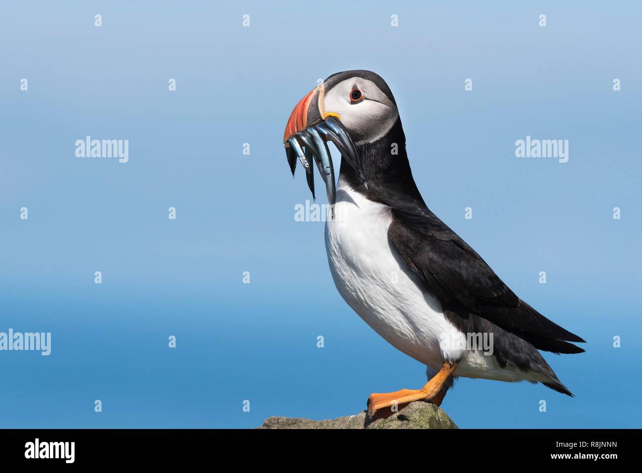 Dänemark, Färöer Inseln, Insel Mykines, Papageitaucher (Fratercula arctica) mit Sandaal (Hyperoplus lanceolatus) in ihrem Schnabel. Stockfoto