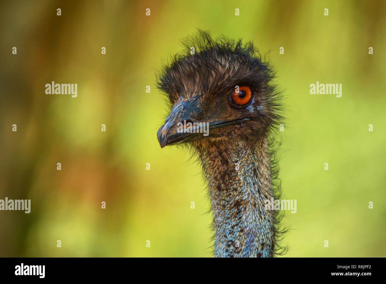 Emu nach oben Schuss in der Nähe Stockfoto
