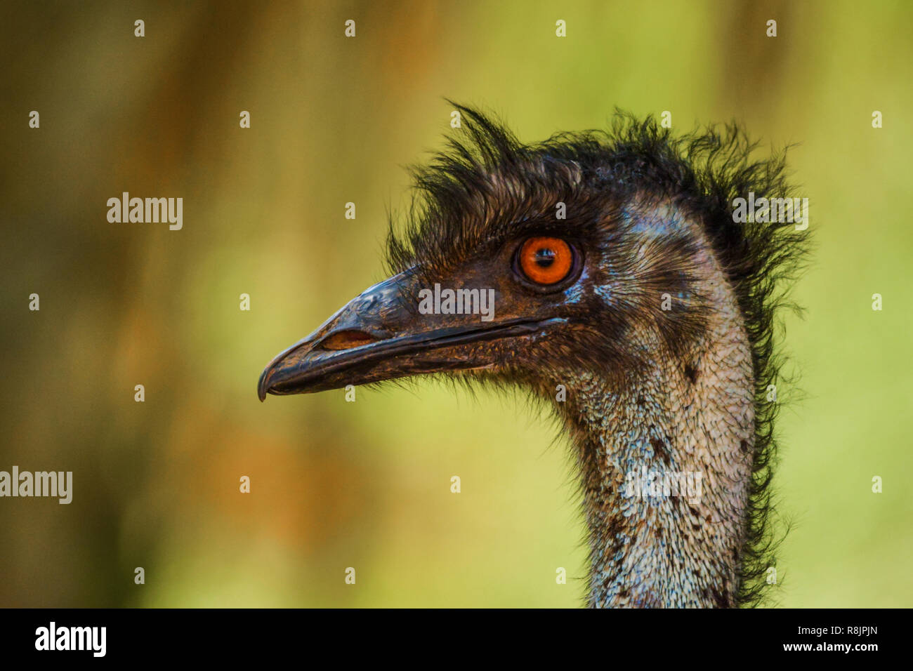 Emu nach oben Schuss in der Nähe Stockfoto