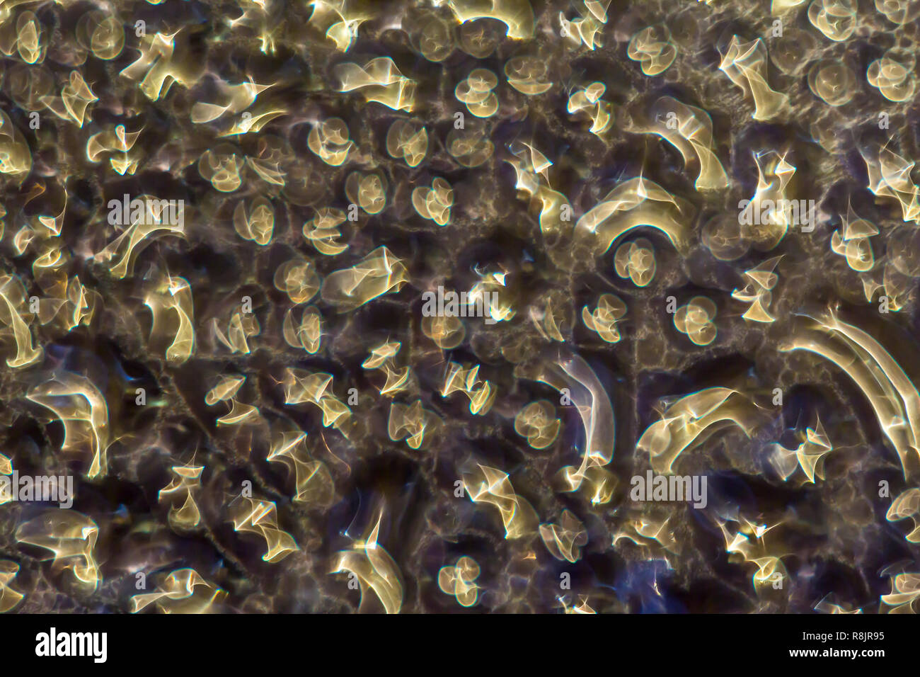 Makro Foto. Abstrakte aqua Muster als Hintergrund. Dunkles Bild. Farbige twisted Fiery Reflexionen von gelben Lichter in Tropfen Wasser. Stockfoto