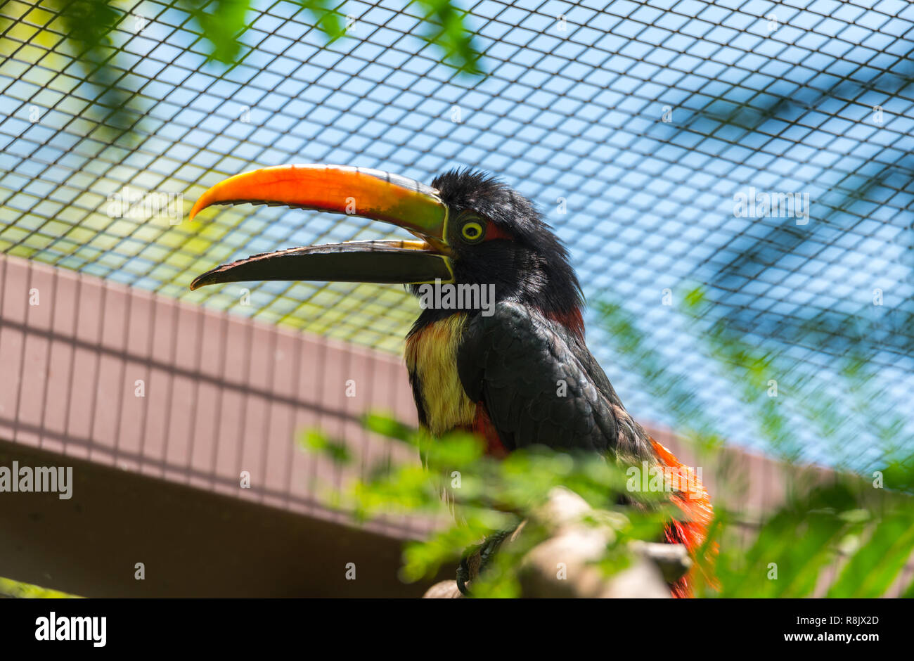 Glücklich und fröhlich Collared aracari (Pteroglossus torquatus) Toucan ist ein kleiner Mitglied der toucan Familie. Stockfoto