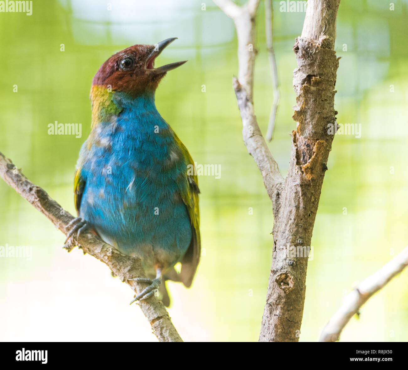 Bucht tanager (Tangara gyrola) ist eine mittelgroße säugetierart und ein Bewohner Züchter in Costa Rica. Stockfoto