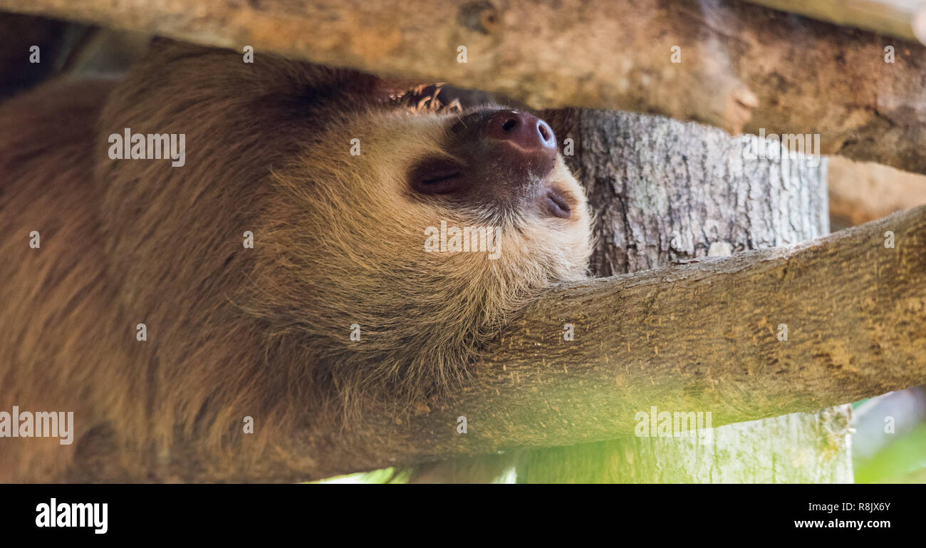 Zwei toed sloth. Dieses, Choloepus didactylus, schläft auf dem Kopf unter dem großen Baum. Stockfoto