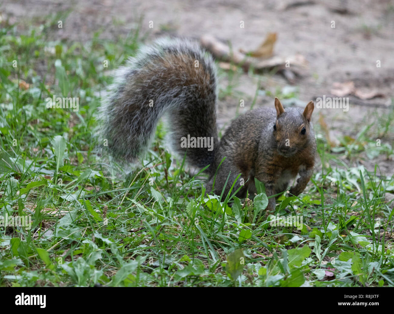 Smart Eichhörnchen mit großen Schwanz stellt in Montreal Park ohne Furcht Stockfoto