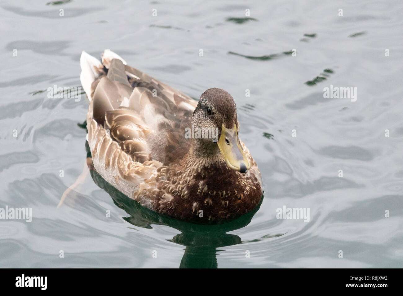 Weiblichen erwachsenen Ente schwimmen in einem kleinen See in Montreal Stockfoto