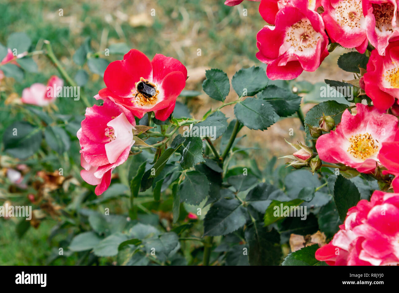 Rot und Weiß gemischt farbigen Rosen mit Bee Stockfoto