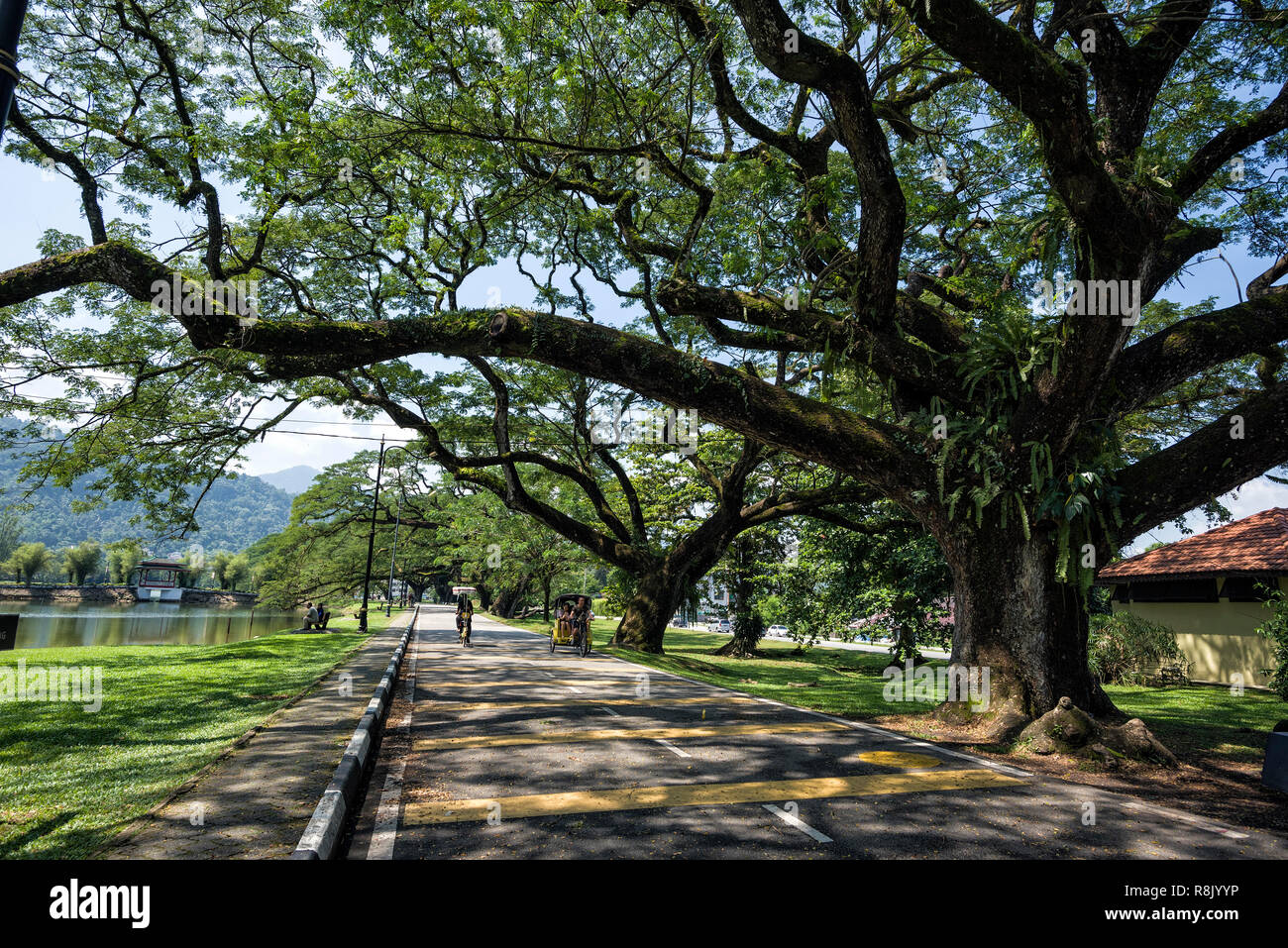 Taiping, Malaysia - 22 Jun, 2018: Alte Birke mit langen Zweigen entlang Taiping See Garten, Taiping, Malaysia - Taiping Lake Gardens auch genannt Ta Stockfoto