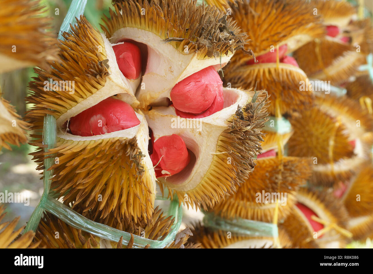 Exotische rot gefärbten Durian native auf den Dschungel von Sabah Malaysia Borneo. Stockfoto